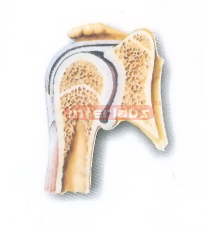 HUMAN SHOULDER JOINT (CORONAL SECTION) MODEL